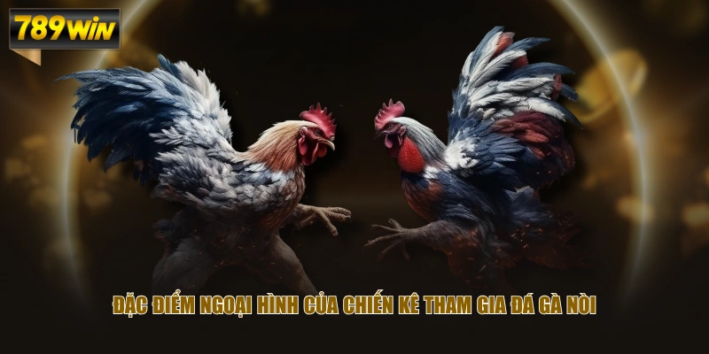 Đặc điểm ngoại hình của chiến kê tham gia đá gà nòi