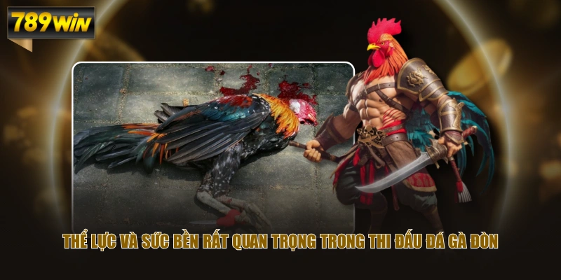 Thể lực và sức bền rất quan trọng trong thi đấu đá gà đòn